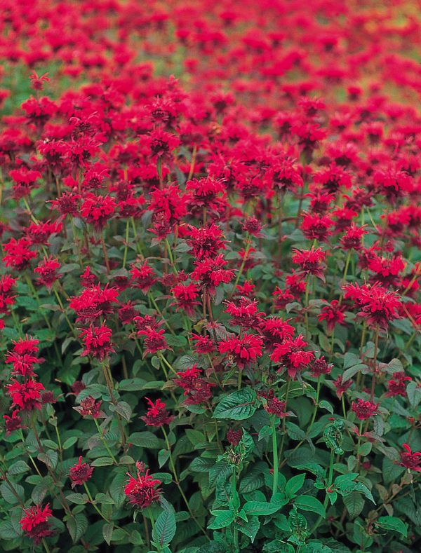 S071983 Monarda 'Panorama Red Shades'