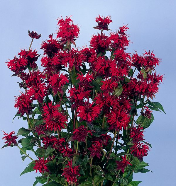 Monarda 'Panorama Red Shades'3 Monarda 'Panorama Red Shades'