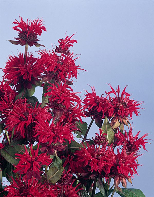 Monarda 'Panorama Red Shades'4 Monarda 'Panorama Red Shades'