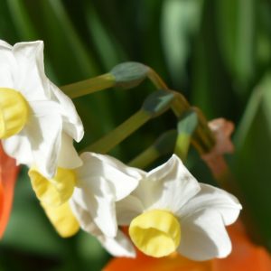 Narcissus 'Avalanche'