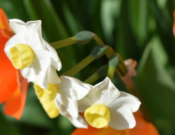 Narcissus 'Avalanche'