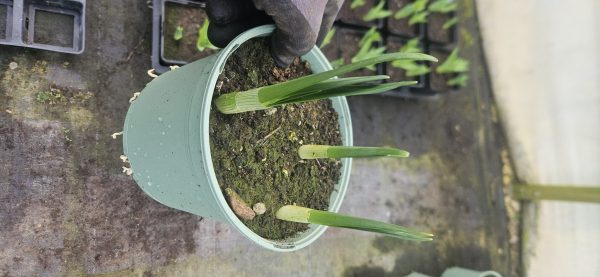 Narcissus 'Avalanche'