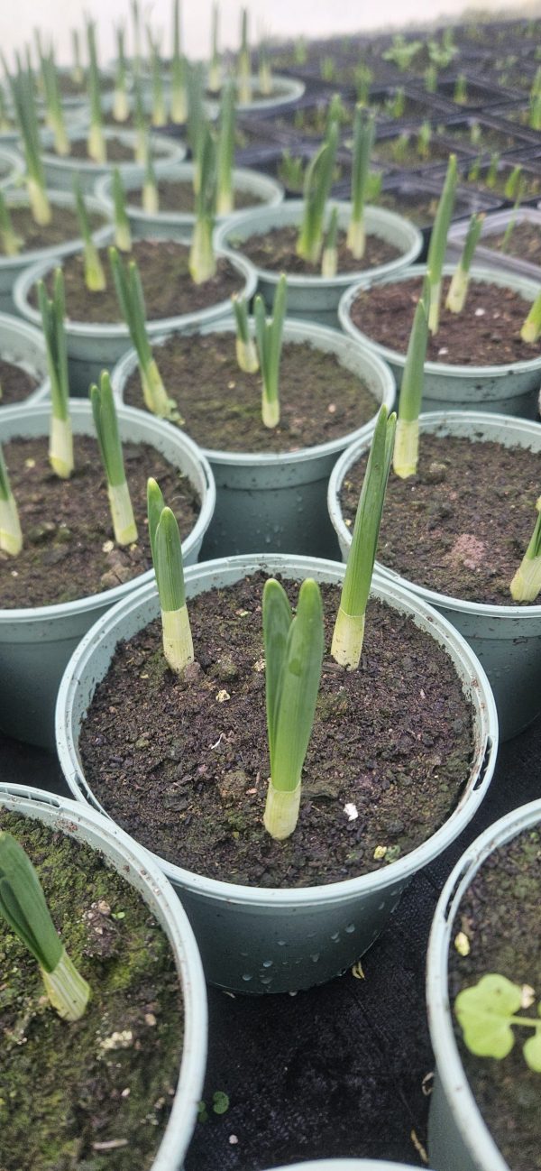 Narcissus 'Avalanche'