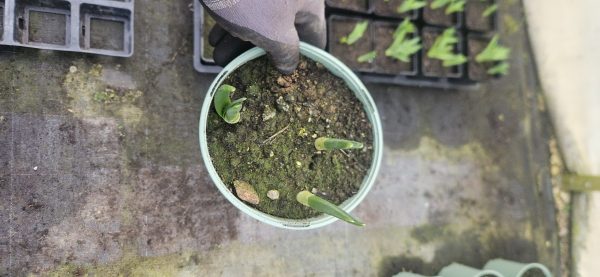 Narcissus 'Avalanche'