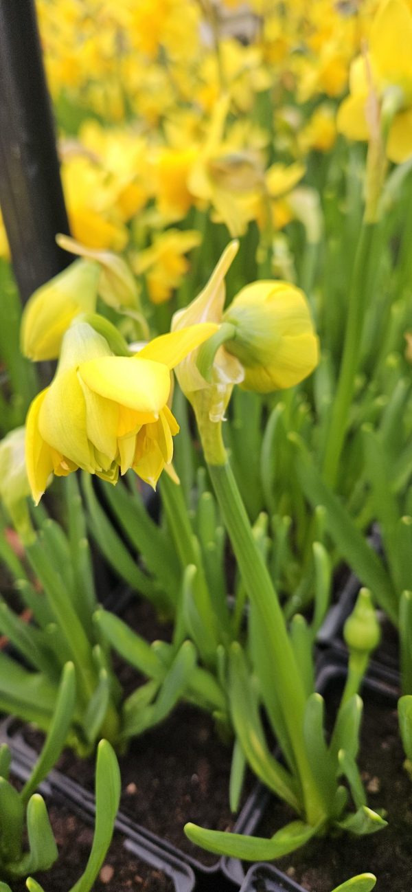 Narcissus 'Tete de Luxe'