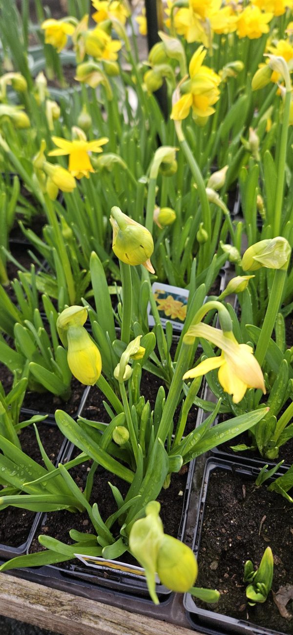 Narcissus 'Tete de Luxe'