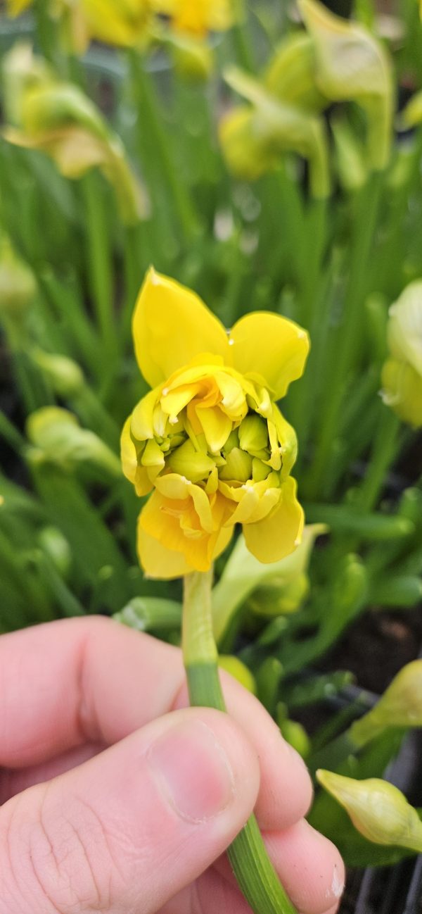 Narcissus 'Tete de Luxe'