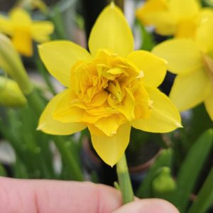 Narcissus 'Tete de Luxe'