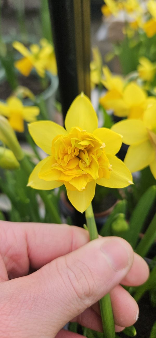 Narcissus 'Tete de Luxe'
