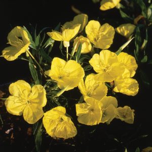 Oenothera macrocarpa