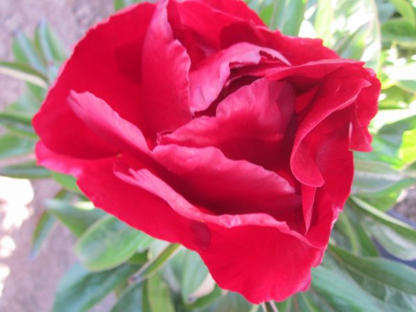 Paeonia 'Black Star'