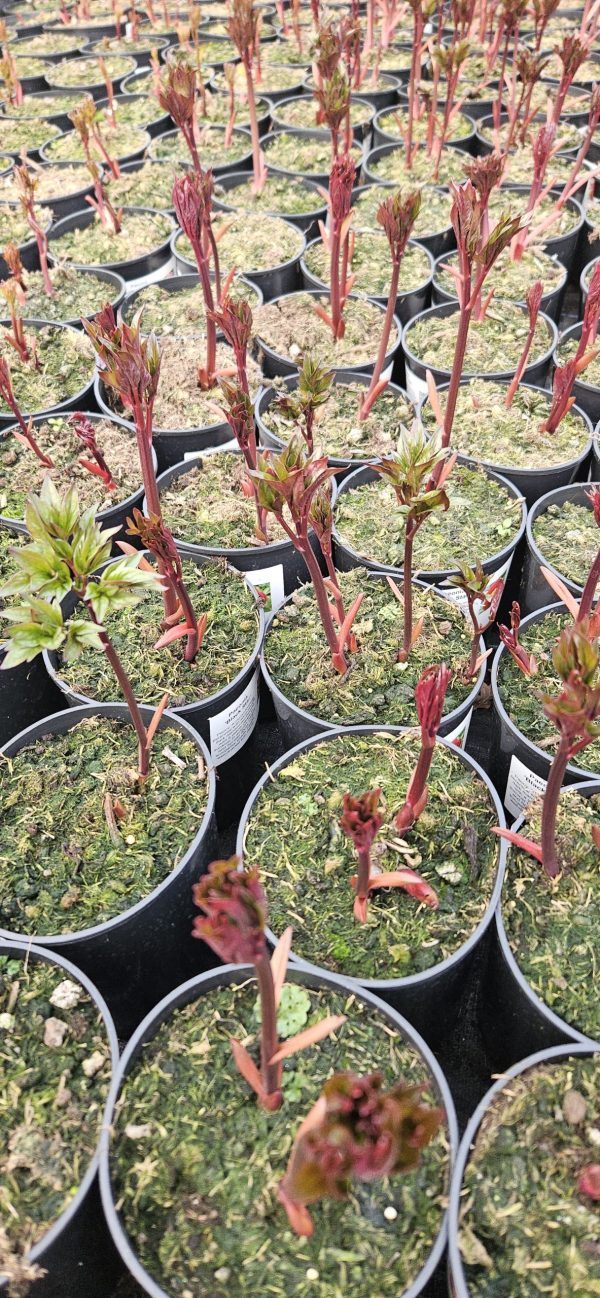 Paeonia 'Black Star'