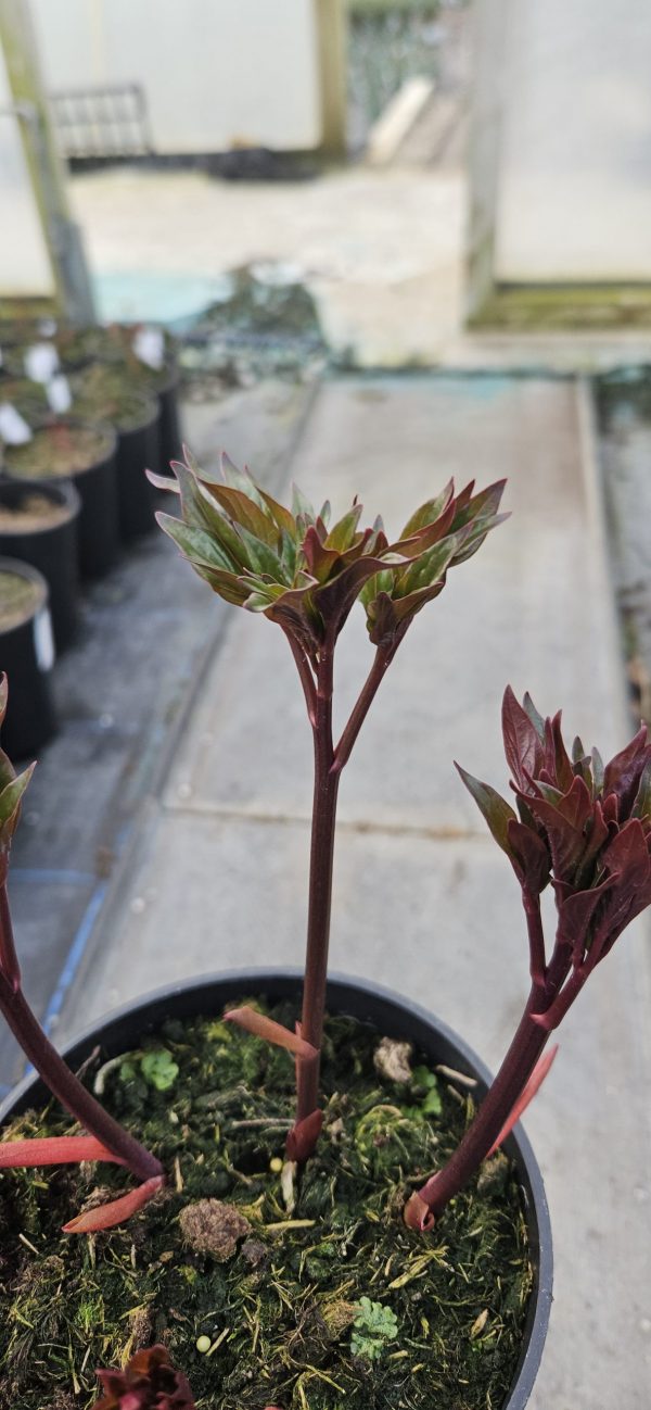 Paeonia 'Black Star'