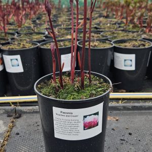 Paeonia 'Peaches and Cream'