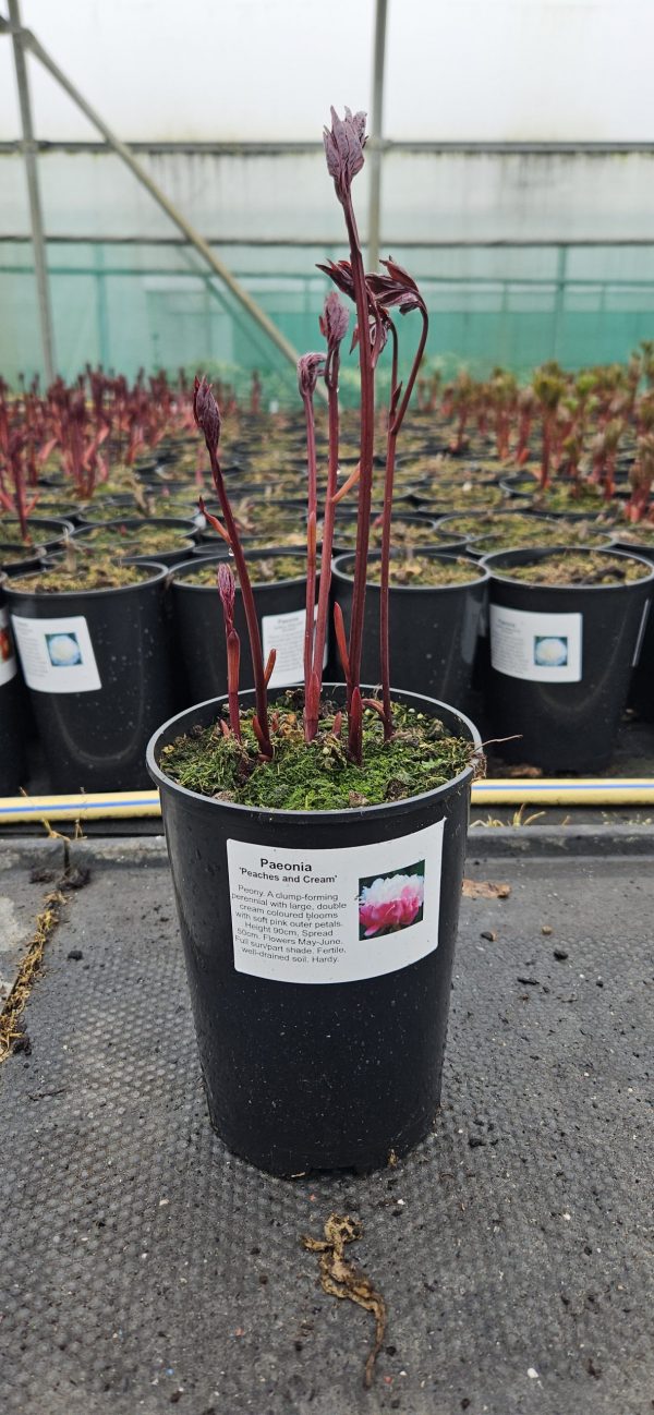 Paeonia 'Peaches and Cream'
