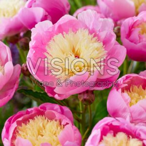 Paeonia lactiflora 'Bowl of Beauty'