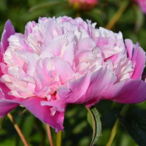 Paeonia lactiflora 'Cora Stubbs'