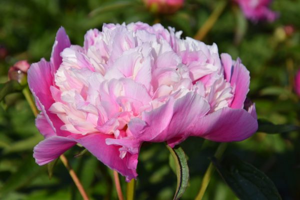 Paeonia lactiflora 'Cora Stubbs'