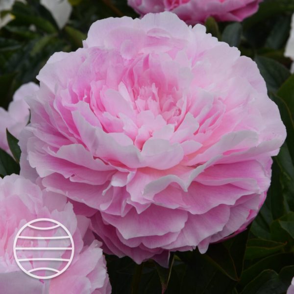 Paeonia lactiflora 'Susie Q'