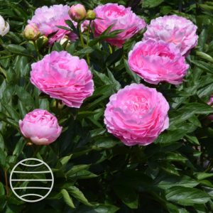 Paeonia lactiflora 'Susie Q'