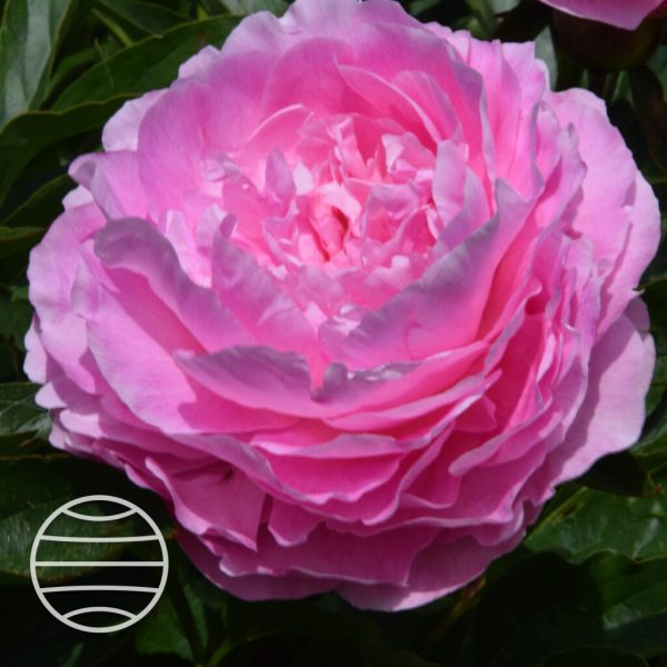 Paeonia lactiflora 'Susie Q'