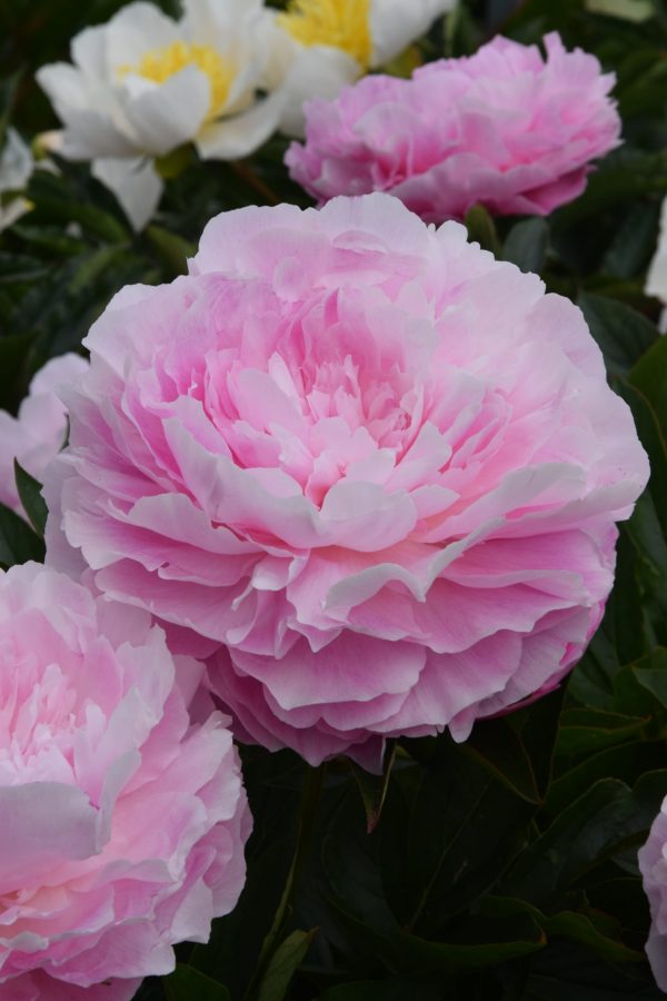Paeonia lactiflora 'Susie Q'