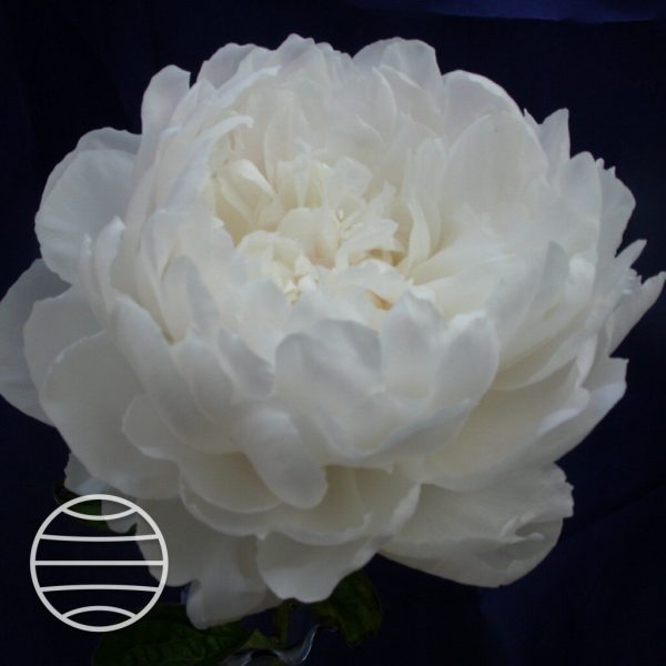 Paeonia lactiflora 'White Sarah Bernhardt'