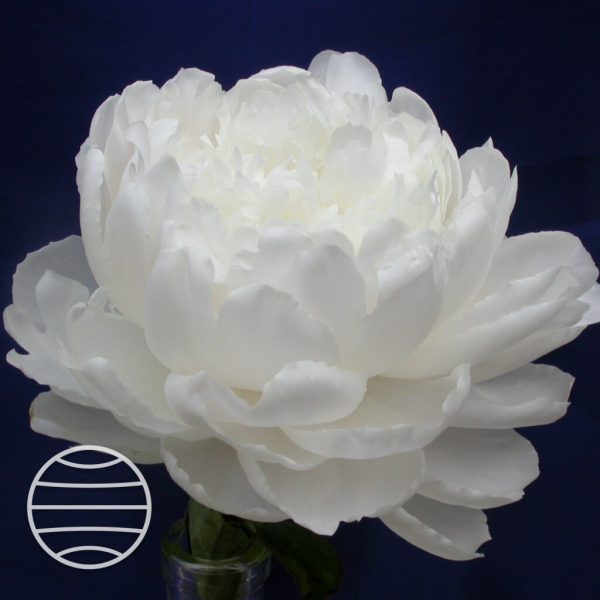 Paeonia lactiflora 'White Sarah Bernhardt'