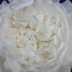 Paeonia lactiflora 'White Sarah Bernhardt'