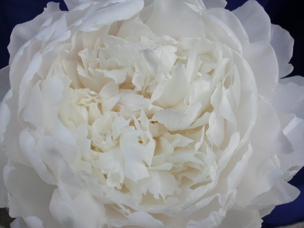 Paeonia lactiflora 'White Sarah Bernhardt'