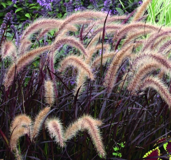 Pennisetum advena 'Rubrum'