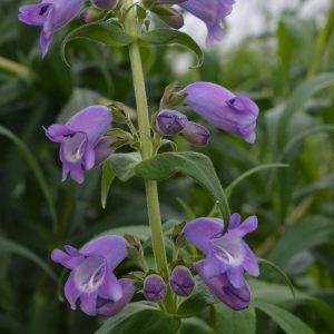 Penstemon 'Pensham Westminster Belle'