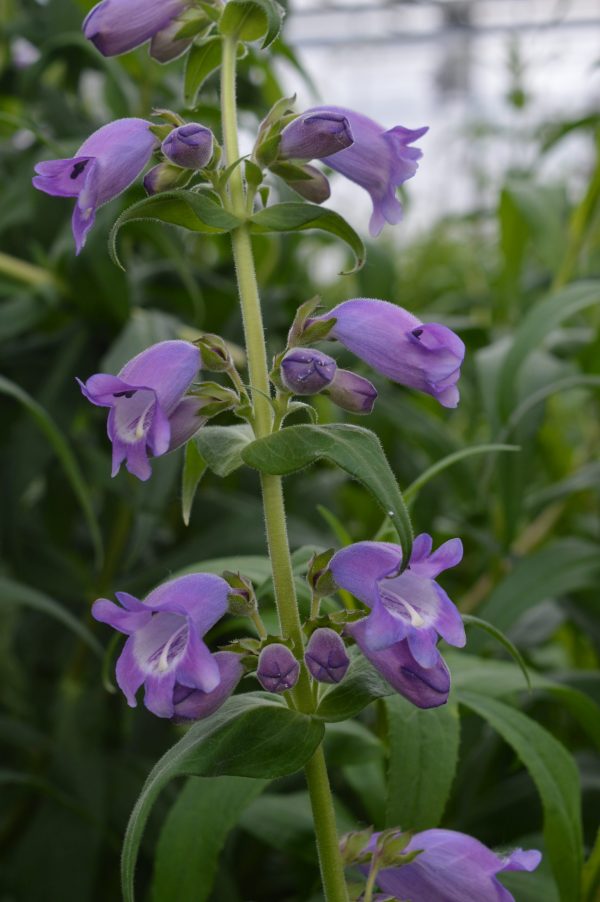 Penstemon 'Pensham Westminster Belle'