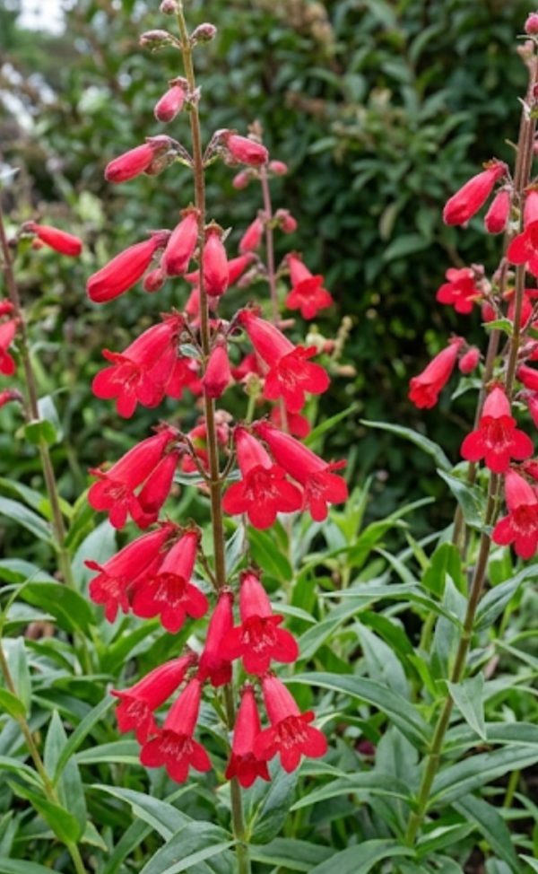Penstemon 'Windsor Red'