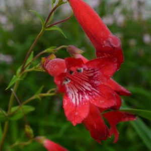 Penstemon 'Windsor Red'
