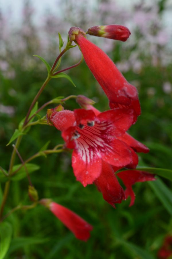 Penstemon 'Windsor Red'