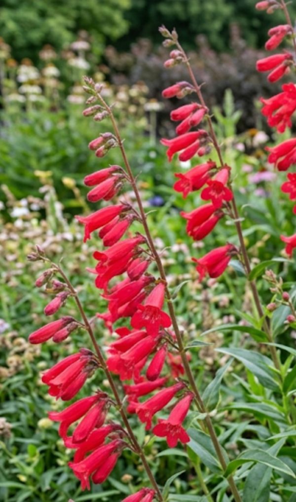 Penstemon 'Windsor Red'