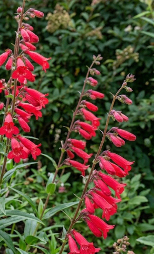 Penstemon 'Windsor Red'