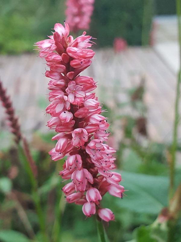 Persicaria 'Alpenglow'