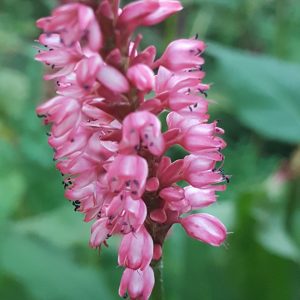 Persicaria 'Alpenglow'