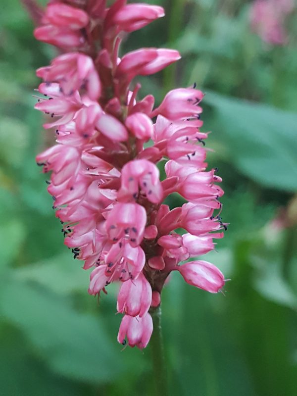 Persicaria 'Alpenglow'