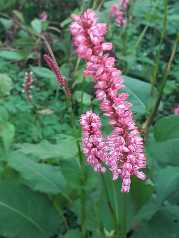 Persicaria 'Alpenglow'