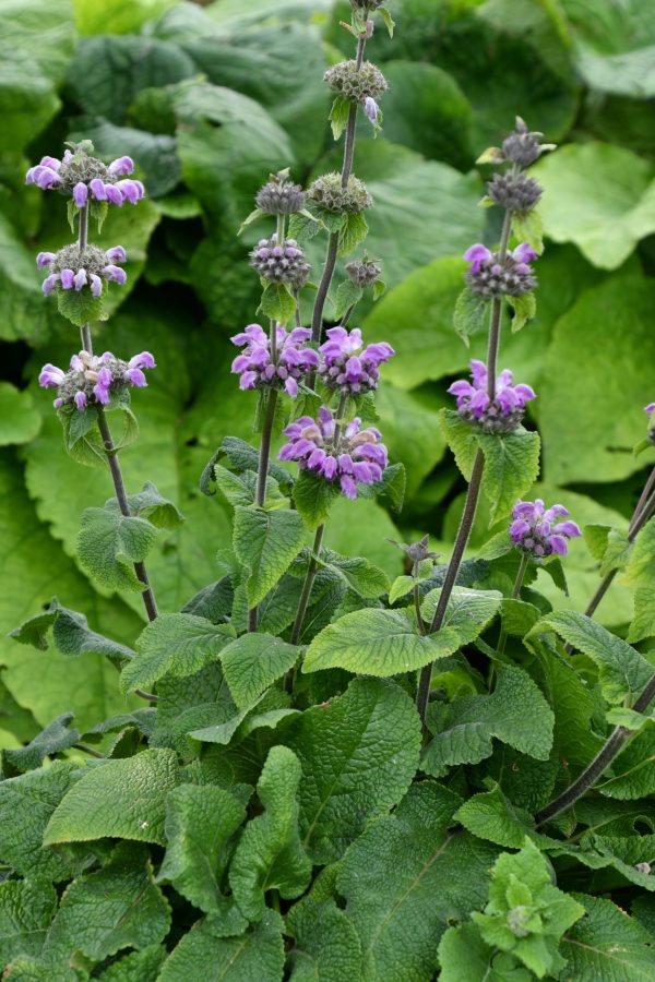Phlomis taurica 'JS Torch of Heaven'