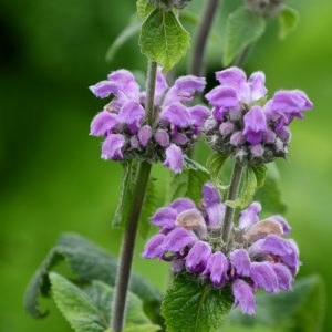 Phlomis taurica 'JS Torch of Heaven'