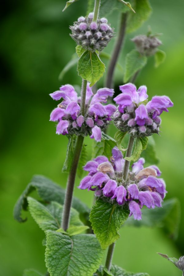 Phlomis taurica 'JS Torch of Heaven'