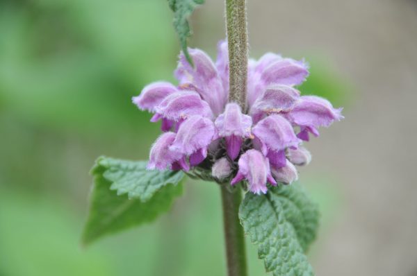 Phlomis taurica 'JS Torch of Heaven'