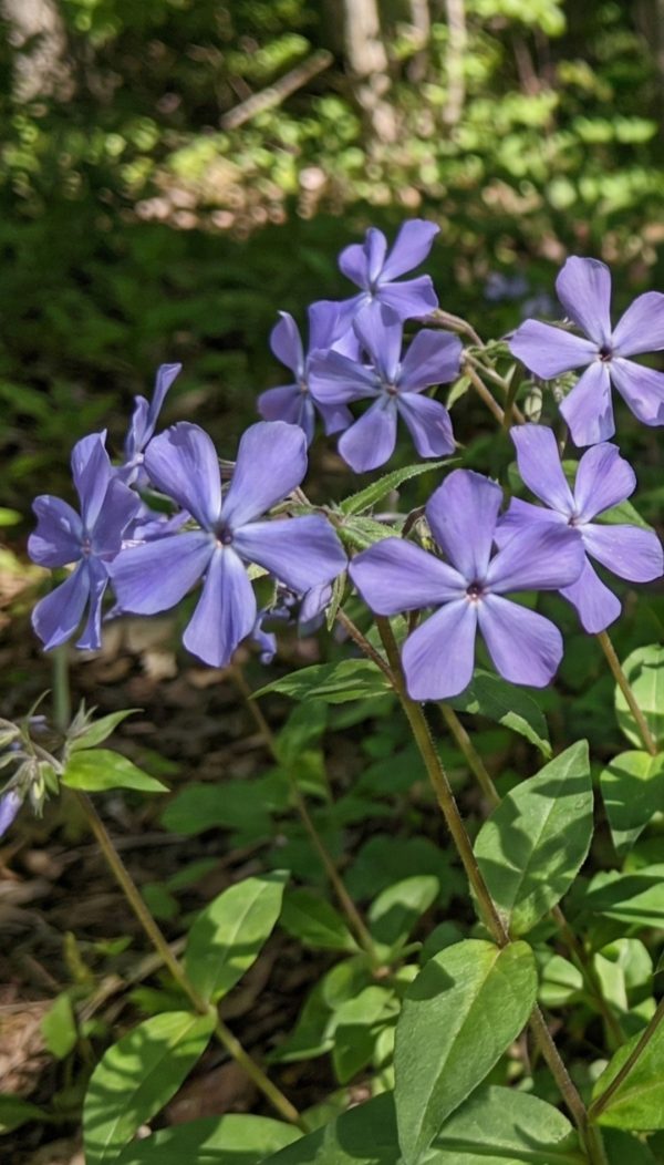 Phlox divaricata 'Blue Moon'