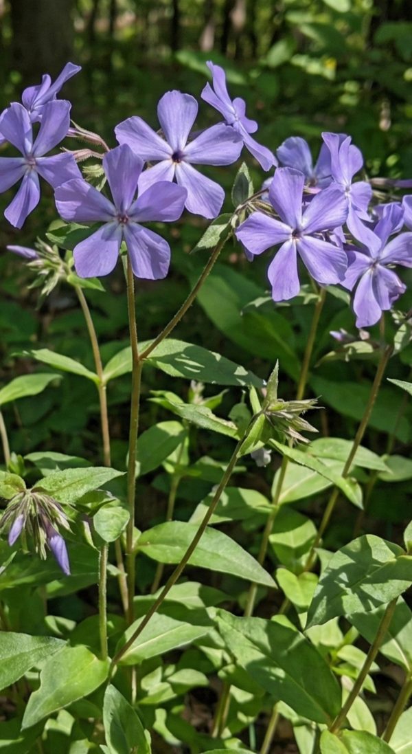 Phlox divaricata 'Blue Moon'