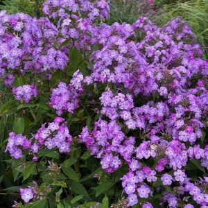 Phlox paniculata 'JS Queen Paola'