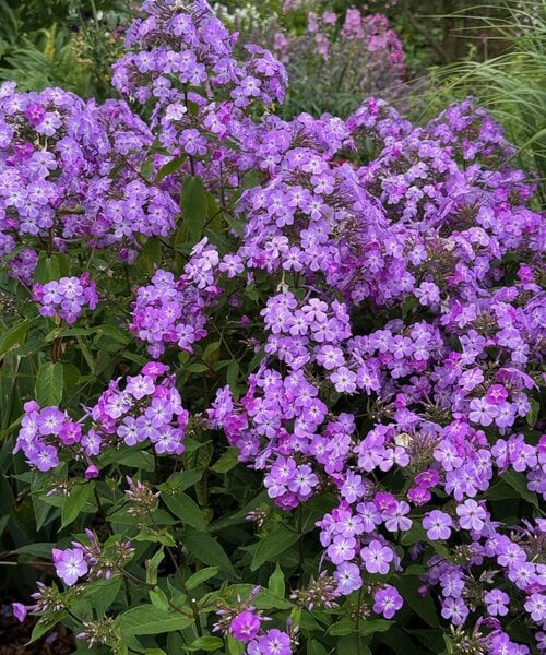 Phlox paniculata 'JS Queen Paola' Phlox paniculata 'JS Queen Paola'